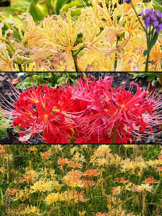 I stumbled upon some stunning spider lilies at the Shanghai Botanical Garden! (Location for viewing included)