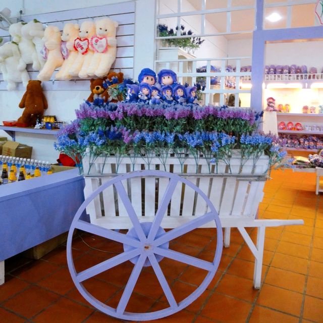 Beautiful Lavender Farm in Cameron Highlands 