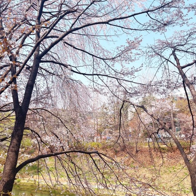핫한 청리단길 근처 떠오르는 인천 벚꽃🌸명소 굴포공원