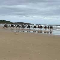 Relaxing camel ride on the dunes and the beach 