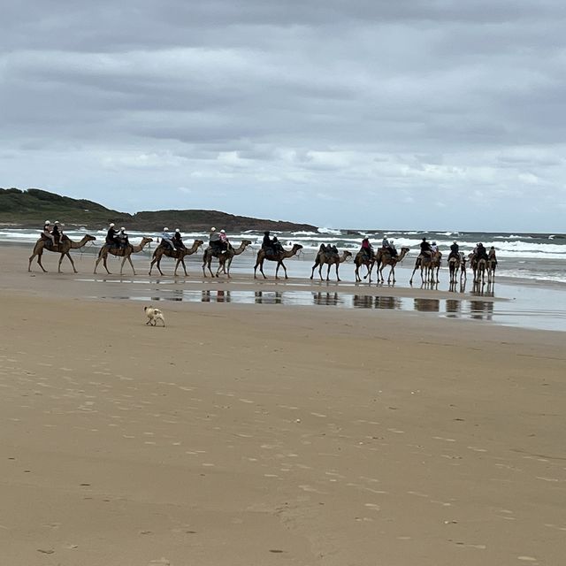 Relaxing camel ride on the dunes and the beach 