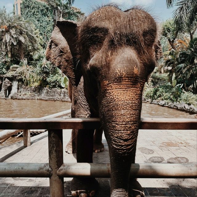 Bali Zoo