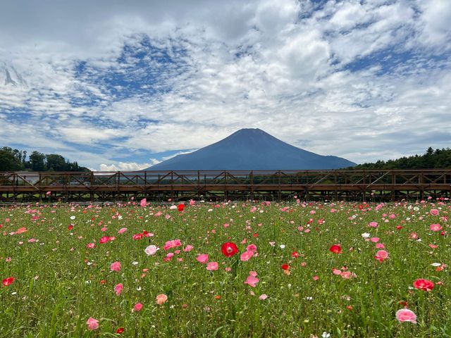 四季景色皆優美 @ 山中湖花之都公園