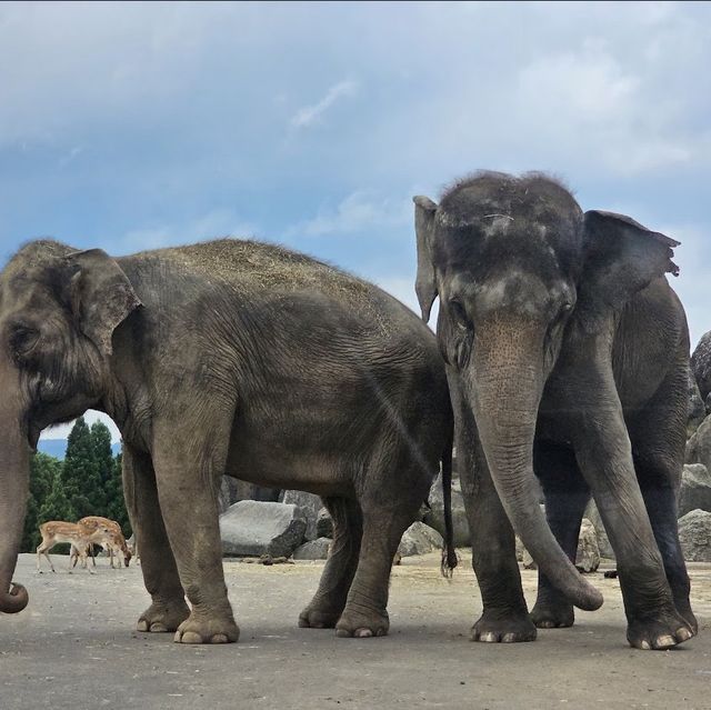 動物王國，自然奇遇：九州自然動物園！🦁🐼🌿