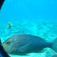 沖縄のキレイな海と魚が満喫できる【ブセナ海中公園】