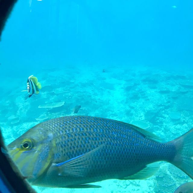 沖縄のキレイな海と魚が満喫できる【ブセナ海中公園】