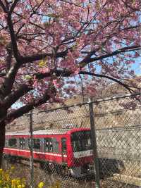 【三浦海岸】海と河津桜