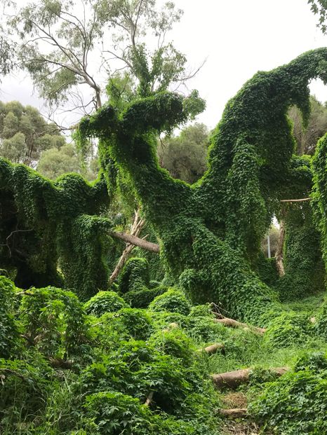 Perth 珀斯秘密花園(Secret Garden) | 世外桃源的景色