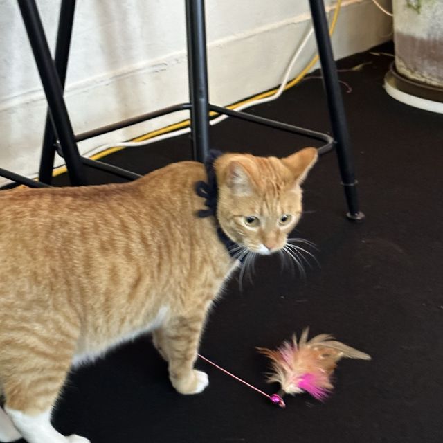 대전 귀여운 냥님이 있는 감성 카페🐈