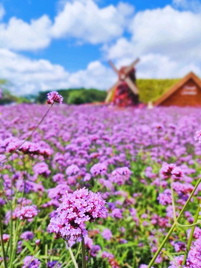 The Colorful Fresh Garden Da Lat 🌺