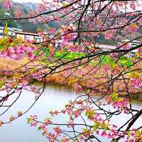 粉嫩優雅河津櫻🌸🌸🌸