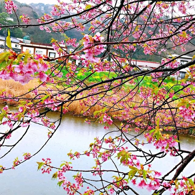 粉嫩優雅河津櫻🌸🌸🌸