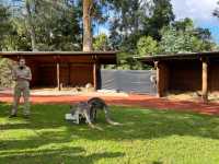 호주 동물들을 가까이서 볼 수 있는 Healesville Sanctuary
