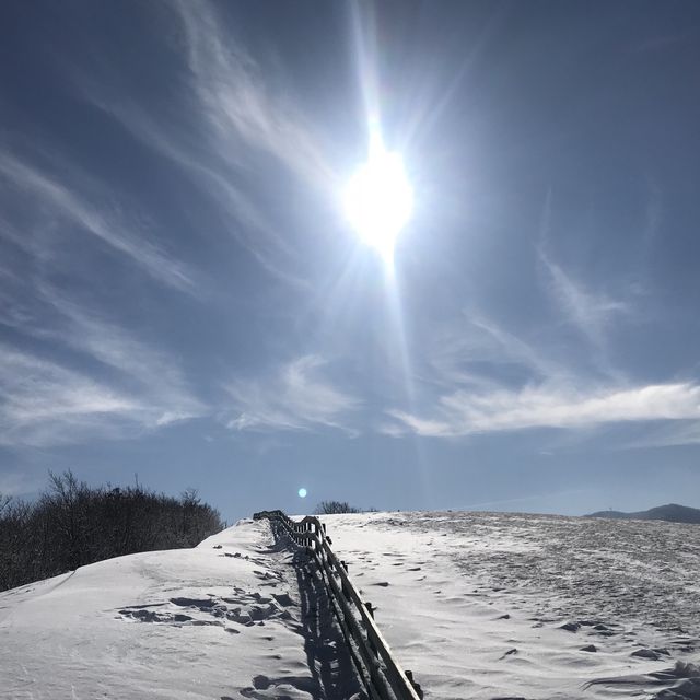 눈덮인 대관령 양떼목장❄️☃️❄️