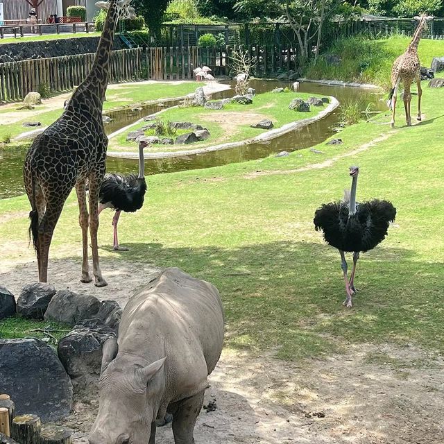 🦁🍽️👶仿如到了非洲 @ 平川動物公園🦁🍽️👶