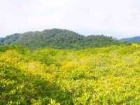 🌿 พาเดินชมเส้นทางธรรมชาติป่าโกงกาง