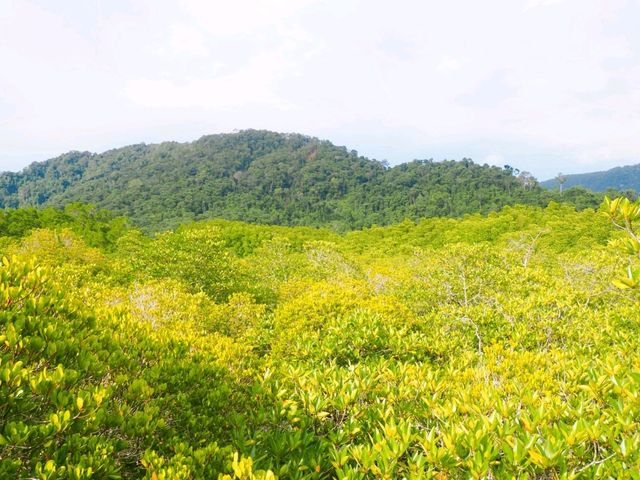 🌿 พาเดินชมเส้นทางธรรมชาติป่าโกงกาง