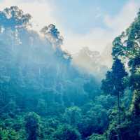 Virgin Forest - Danum Valley