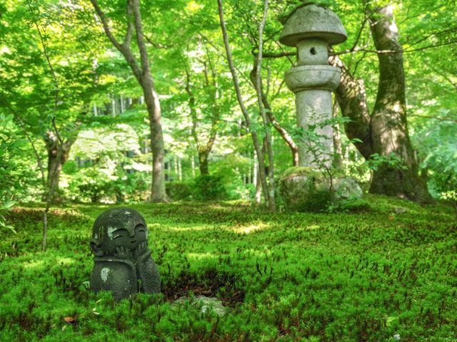 【京都市】青葉に映える緋毛氈🟥🌿