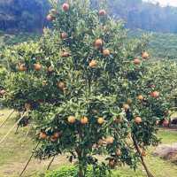สวนส้มชไมพร🍊🍊