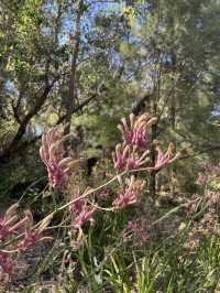 Kings Park Perth 