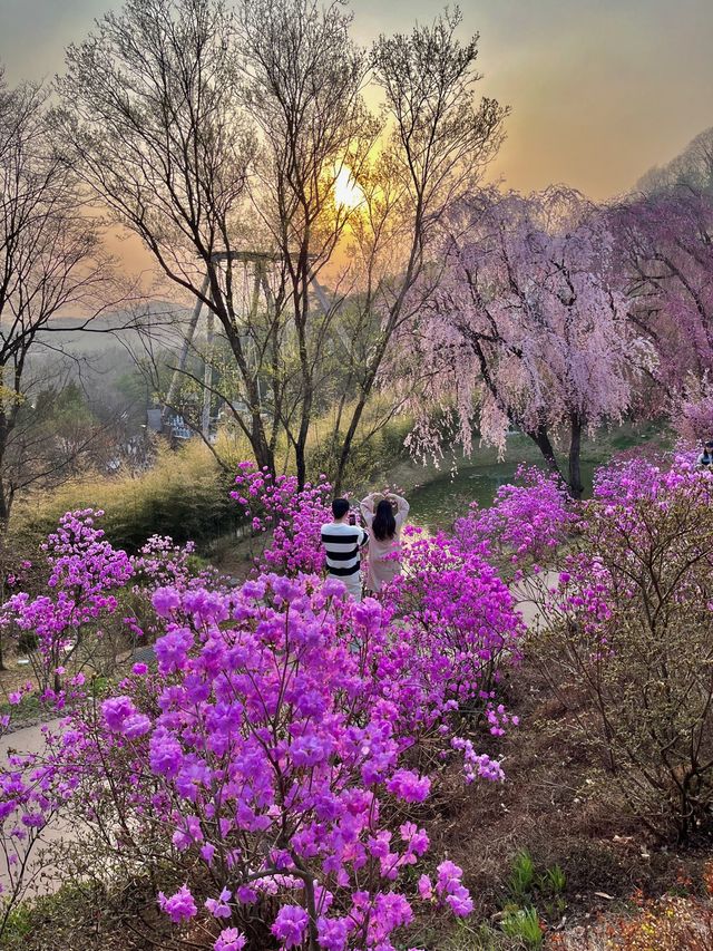 에버랜드 숨은 풍경 맛집, ‘하늘 정원길’🌸💕
