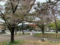 京都　京都観光　2023年平安神宮の桜！