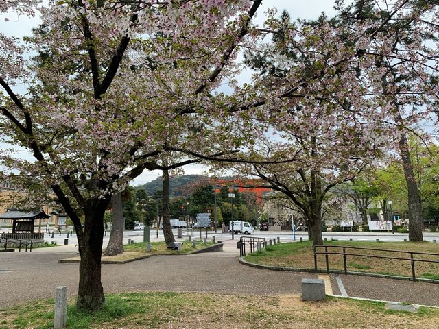 京都　京都観光　2023年平安神宮の桜！