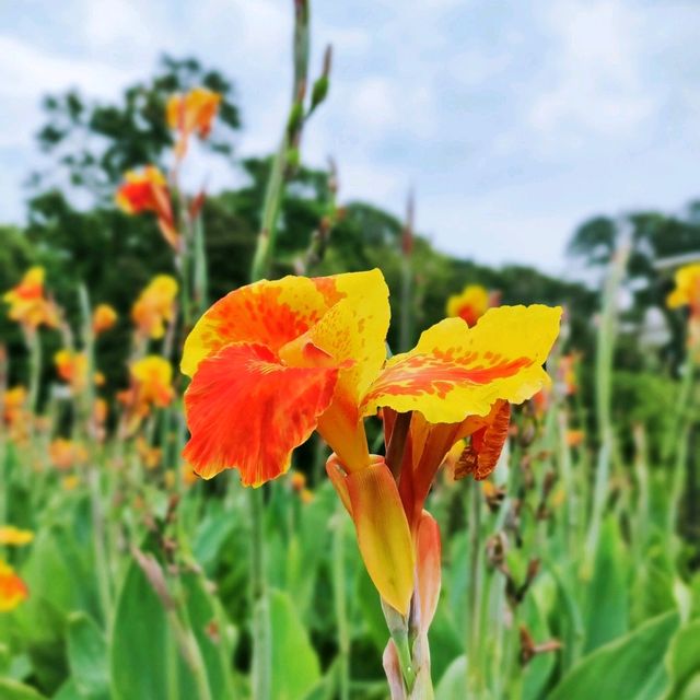 Fresh Air in Kebun Raya Bogor 🌳