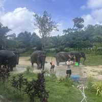 The best day of your life with Elephants 🐘🌿