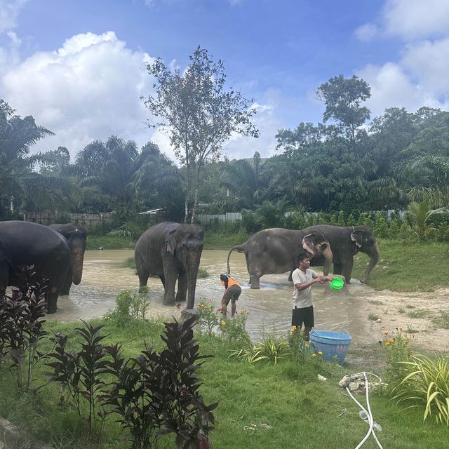 The best day of your life with Elephants 🐘🌿