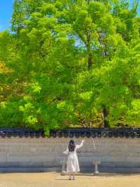울창한 대나무숲 포토존이 유명한 전주 핫플!🍃🎋