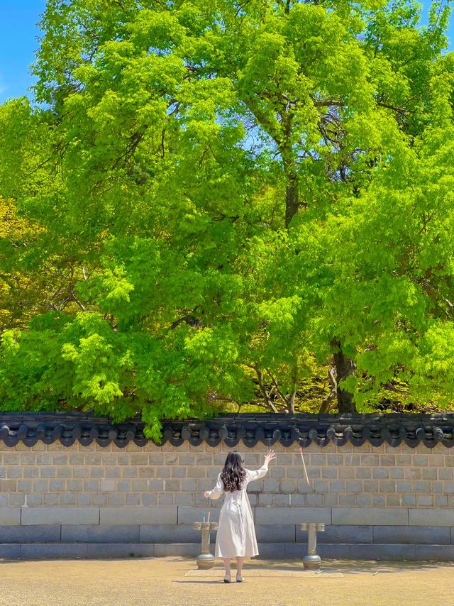 울창한 대나무숲 포토존이 유명한 전주 핫플!🍃🎋