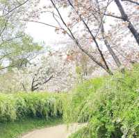 京都  四季折々のお花が楽しめるSPOT🌼