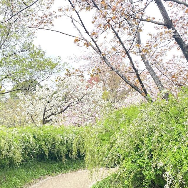 京都  四季折々のお花が楽しめるSPOT🌼