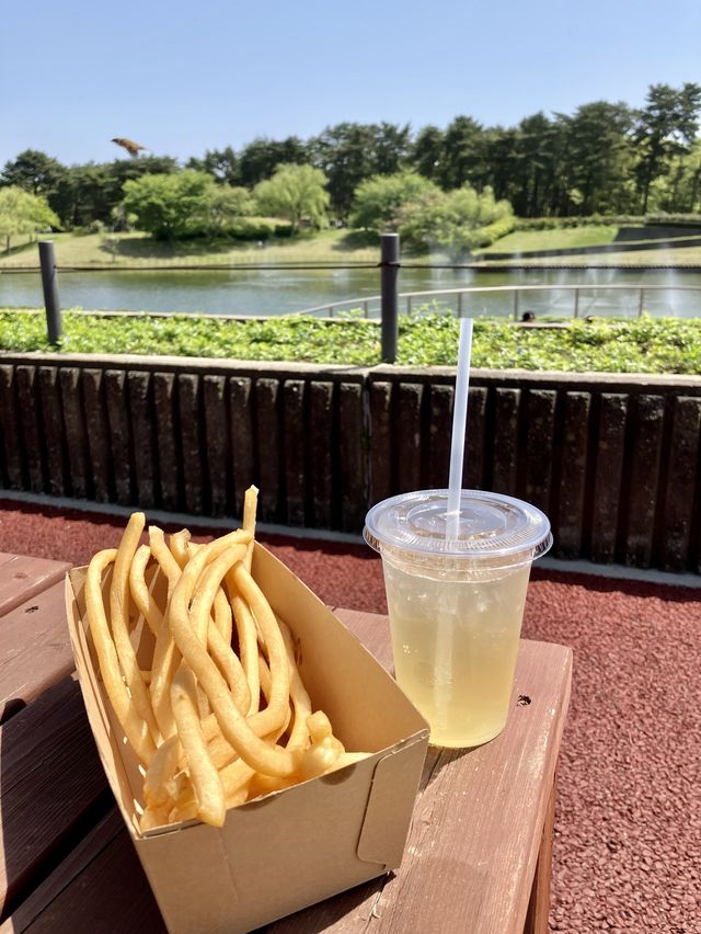 國營常陸海濱公園 *最美粉蝶花海*