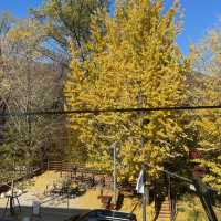 Autumn Seoul Cafe with the Best foliages view