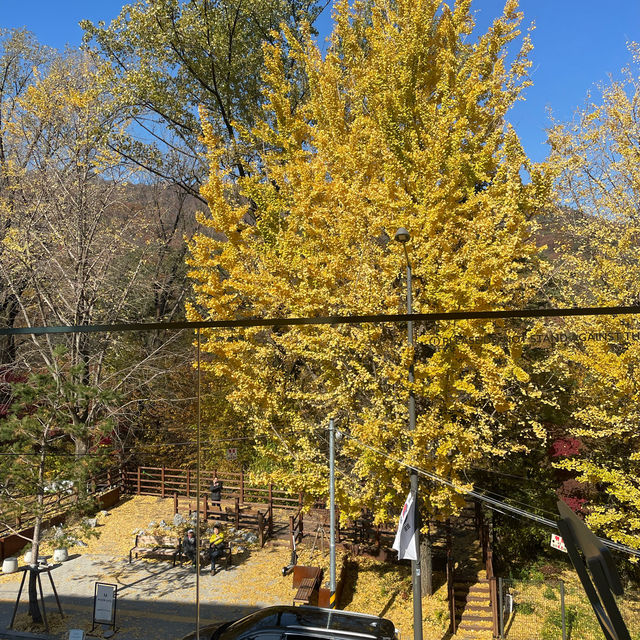 Autumn Seoul Cafe with the Best foliages view