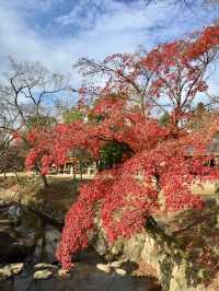 奈良公園賞楓🍁看鹿🦌