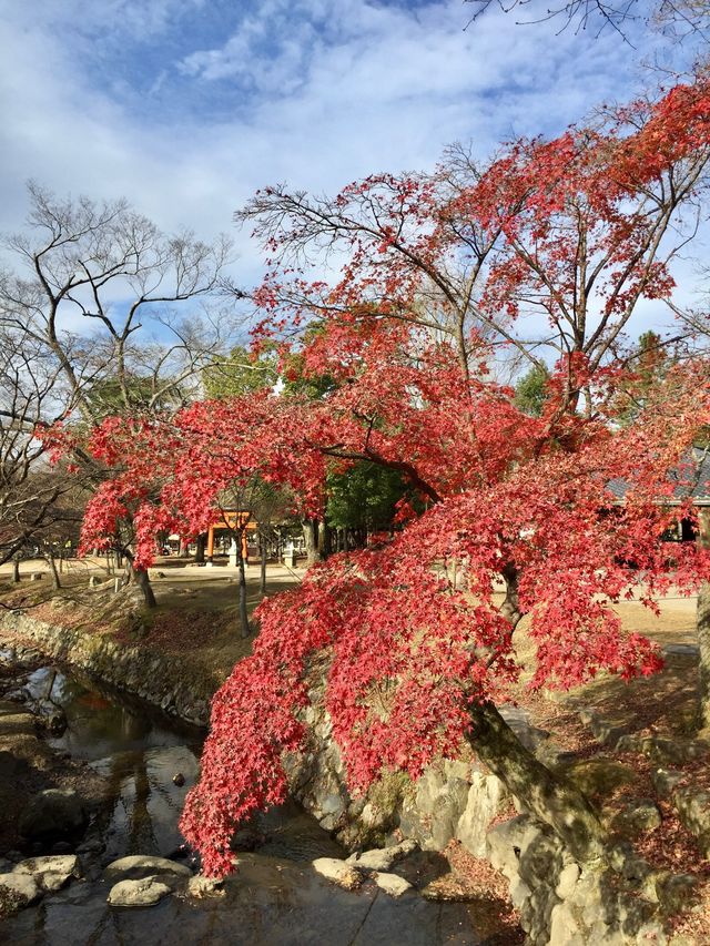 奈良公園賞楓🍁看鹿🦌