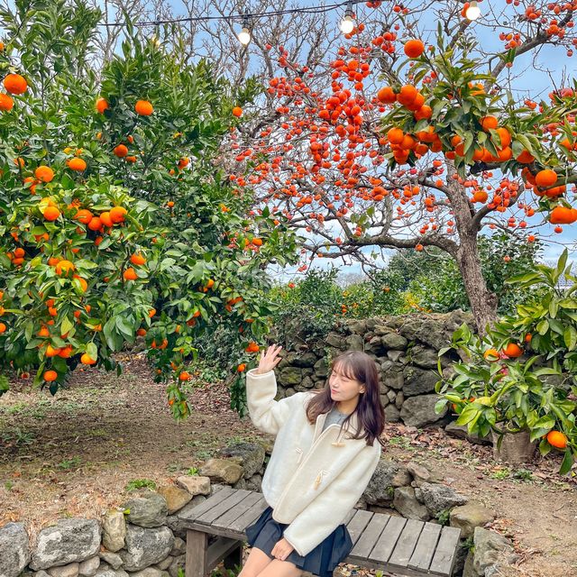 이제 곧 방문 준비해야하는 제주 핫 스팟🍊