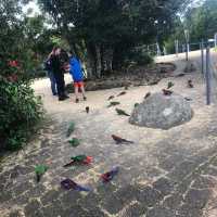 Healthy tour in Lamington National Park 