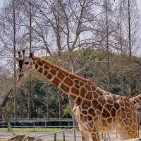 愛媛県立Tobe 動物園 🐼🌴與可愛動物的奇幻相遇