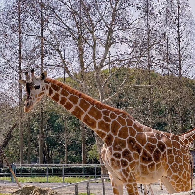 愛媛県立Tobe 動物園 🐼🌴與可愛動物的奇幻相遇