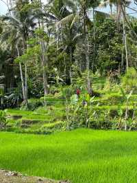 Tegalalang terraced fields - Bali