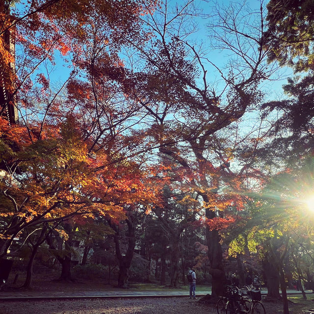 ฤดูกาลใบไม้เปลี่ยนสี🍁