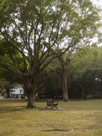 福田蓮花山公園，落羽松打卡景點