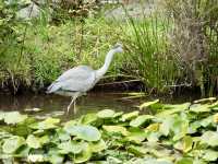 Hokane Botanical Garden of Wetlands