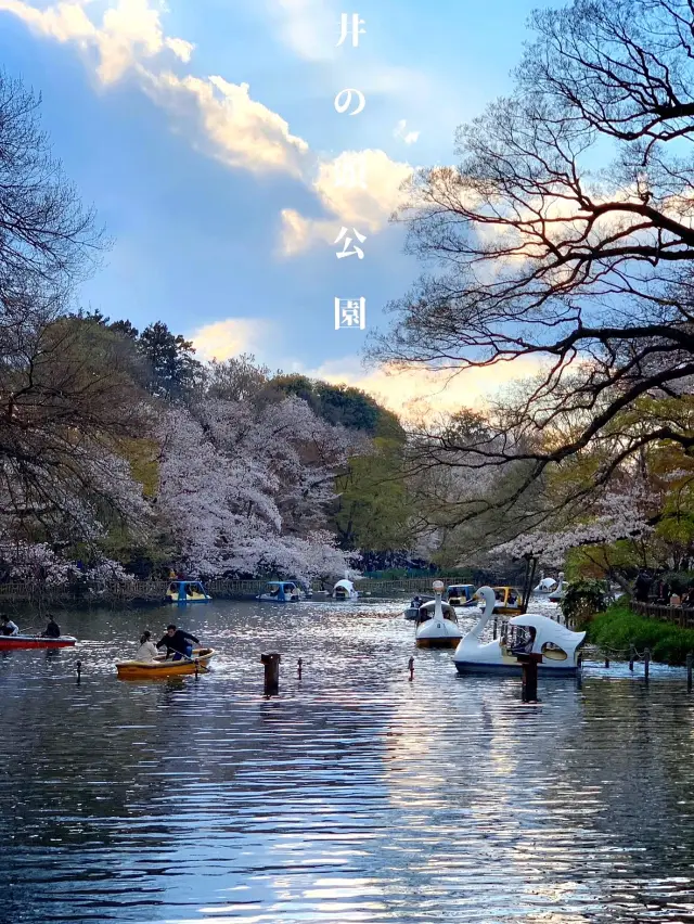 【吉祥寺】今年のお花見はボートの上でしませんか？🌸🍡🚣‍♂️【東京】