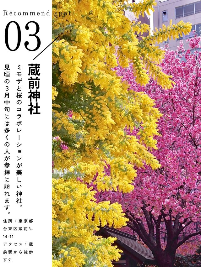 東京おすすめ桜スポット5選